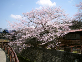 明智_遠山桜